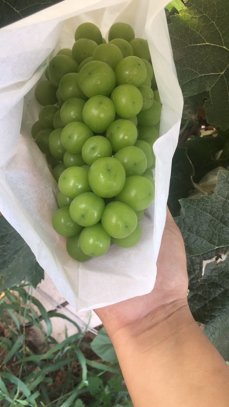 陕西精品晴王阳光玫瑰