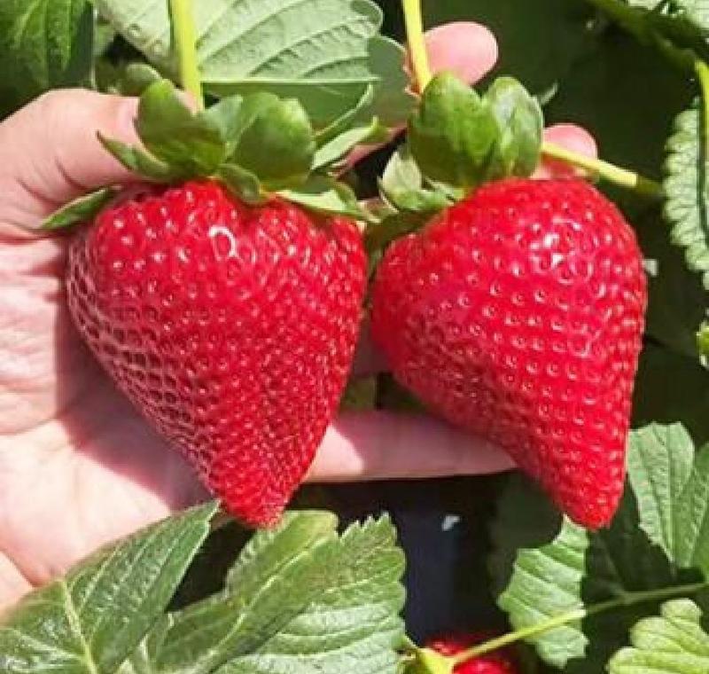 法兰帝草莓苗基地，现挖现发包成活包品种，顺丰航空加冰发货