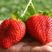 法兰帝草莓苗基地，现挖现发包成活包品种，顺丰航空加冰发货