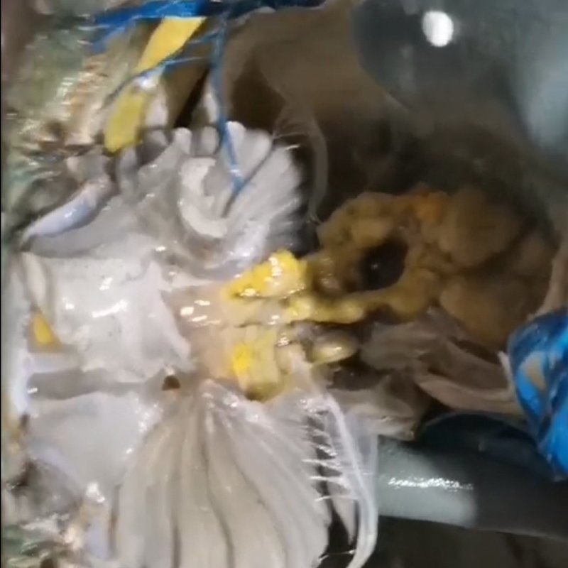 精品活蟹母蟹花羔