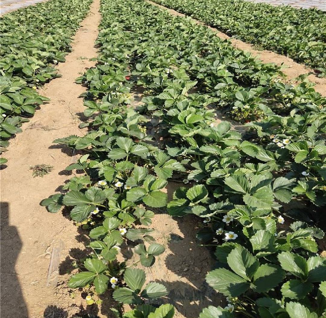 温室大棚内生长的妙香三号草莓植株,叶片深绿有光泽,花茎挺拔,果实呈圆锥形,果面鲜红带光泽,部分果实已成熟,呈现出典型的早熟草莓生长状态 妙香三号草莓植株特写