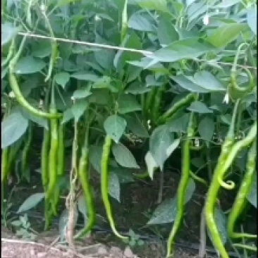 各种辣子茄子，胡芦大量上巿中