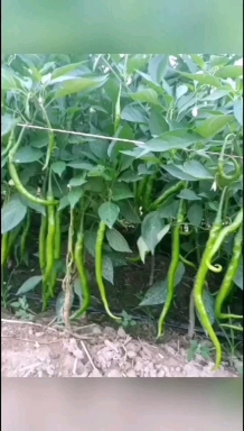 各种辣子茄子，胡芦大量上巿中