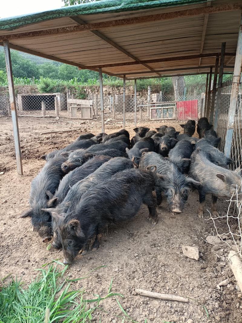 批发巴马香猪藏香猪种苗怀孕母猪商品猪保质保量全国发货