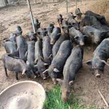 批发巴马香猪藏香猪种苗怀孕母猪商品猪保质保量全国发货