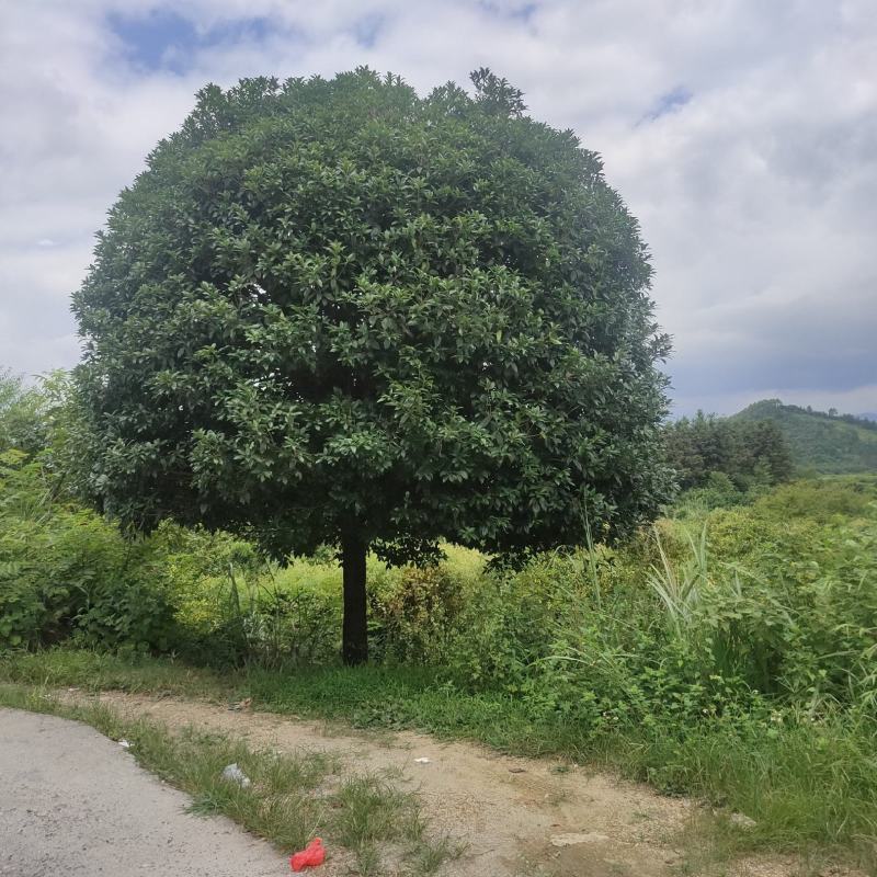 桂林树，红枫，香樟，各种苗圃，货源充足各种规格