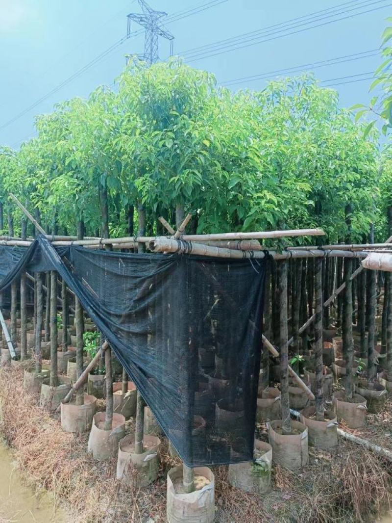 桂林树，红枫，香樟，各种苗圃，货源充足各种规格