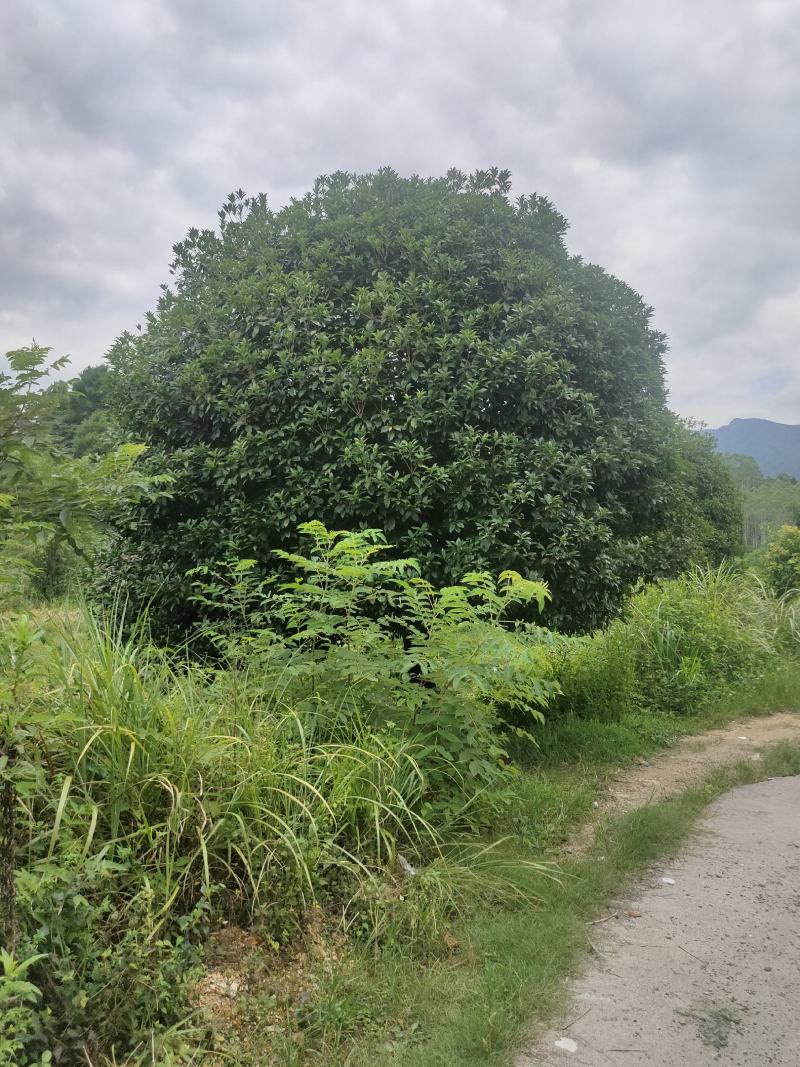 桂林树，红枫，香樟，各种苗圃，货源充足各种规格