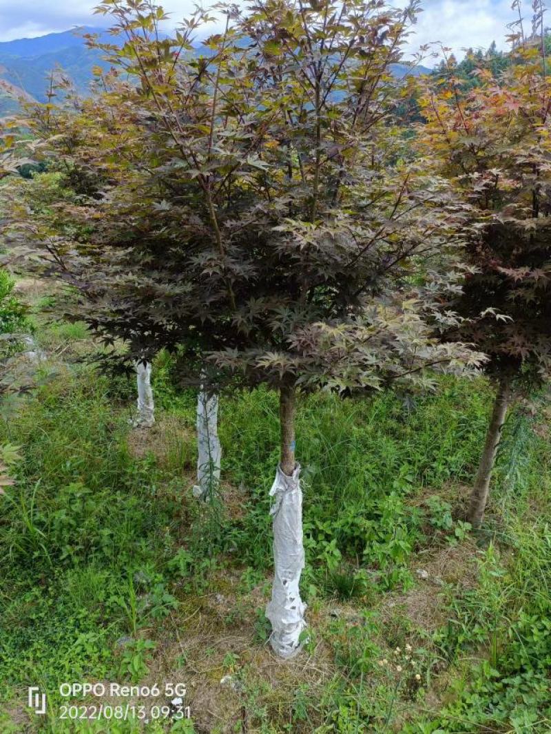 桂林树，红枫，香樟，各种苗圃，货源充足各种规格