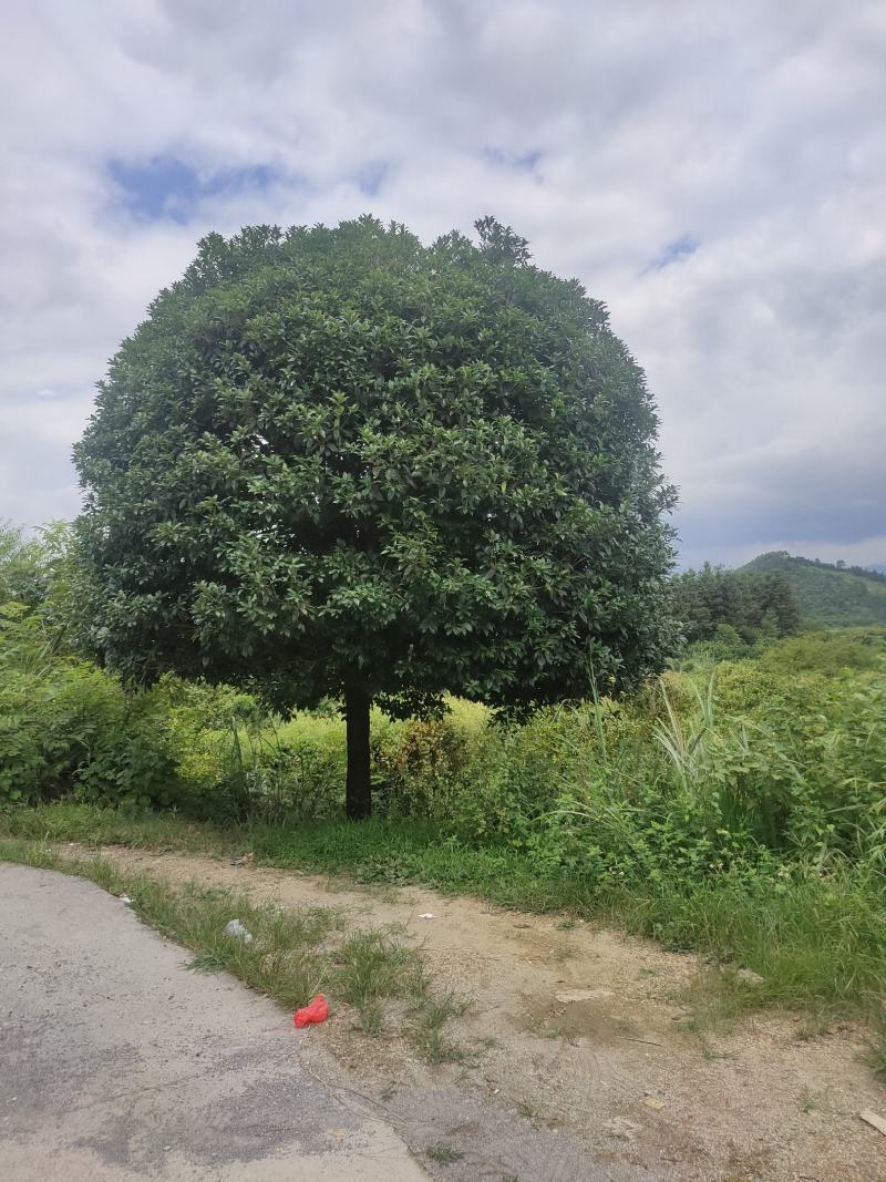 桂林树，红枫，香樟，各种苗圃，货源充足各种规格