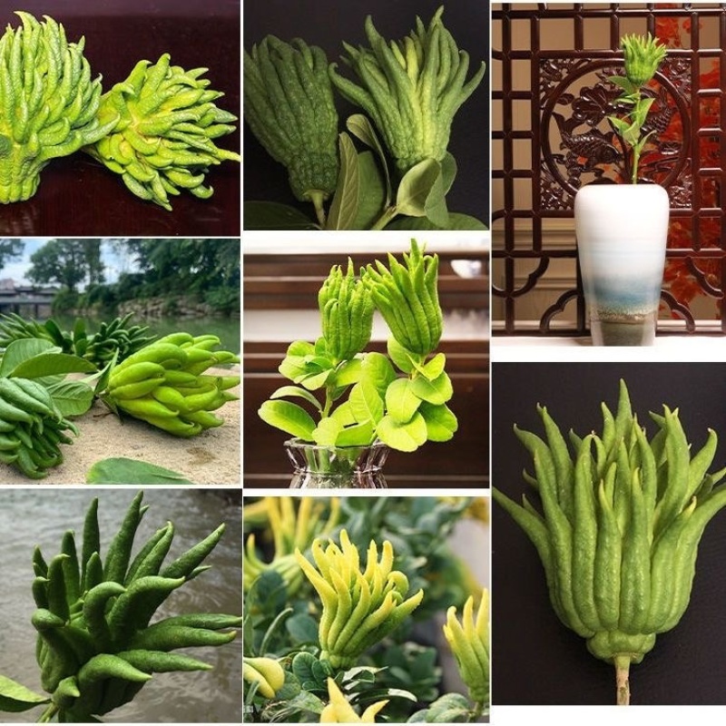 大量佛手观赏果带水栽培可食用茶喝