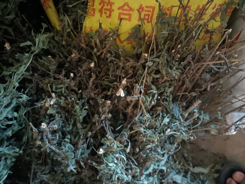 墨旱莲