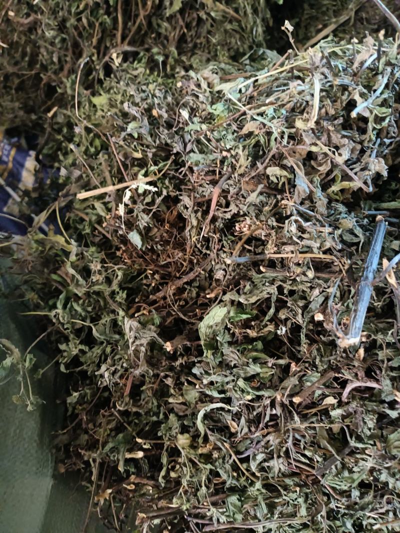 墨旱莲