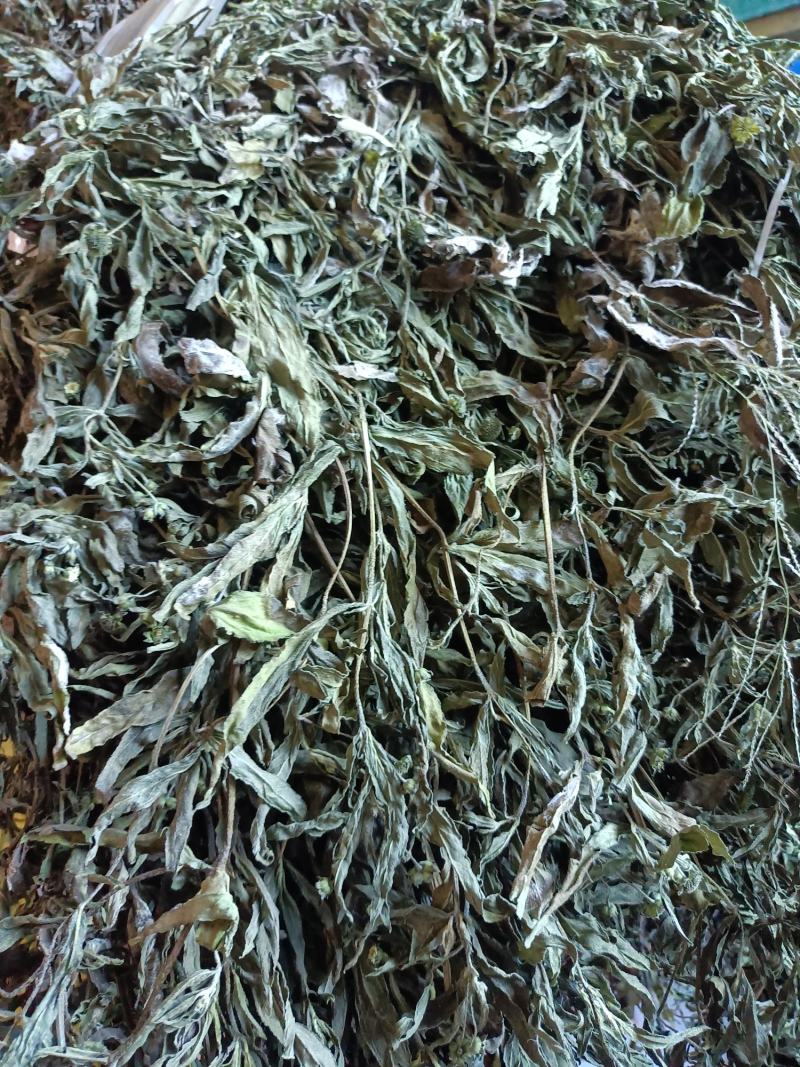 墨旱莲