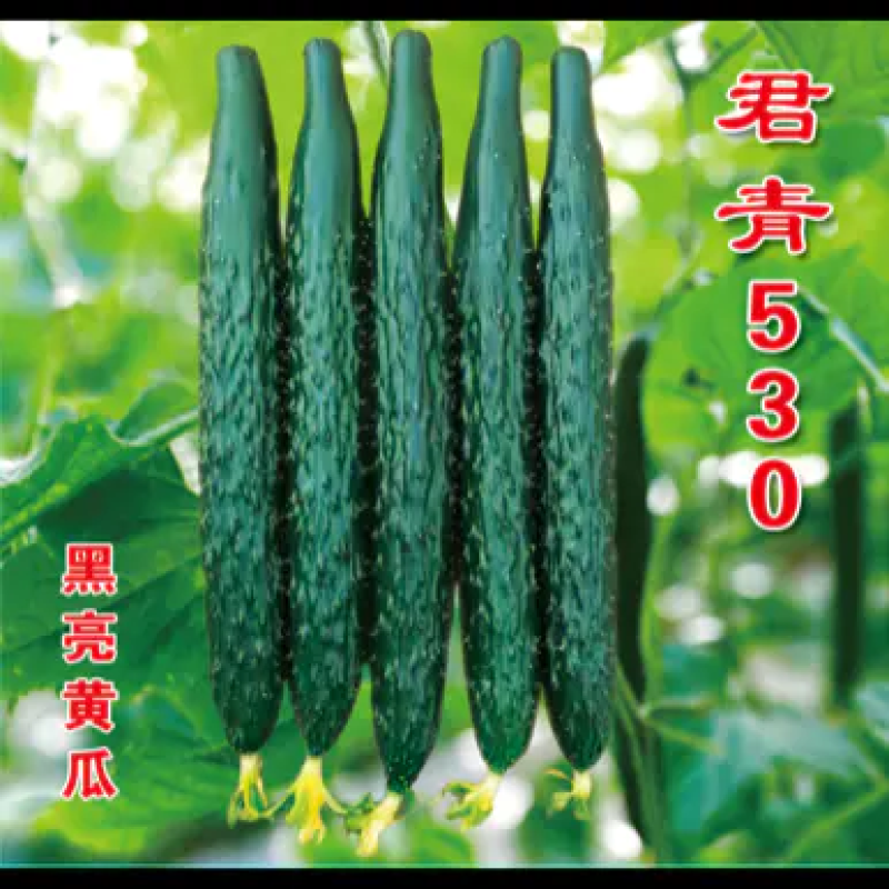【推荐】强雌黄瓜苗短把密刺抗病高产量大从优质量保障