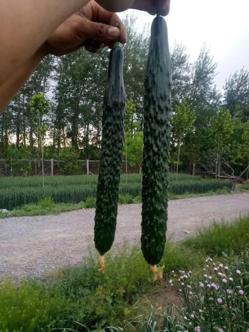 【推荐】强雌黄瓜苗短把密刺抗病高产量大从优质量保障