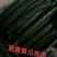 【推荐】强雌黄瓜苗短把密刺抗病高产量大从优质量保障