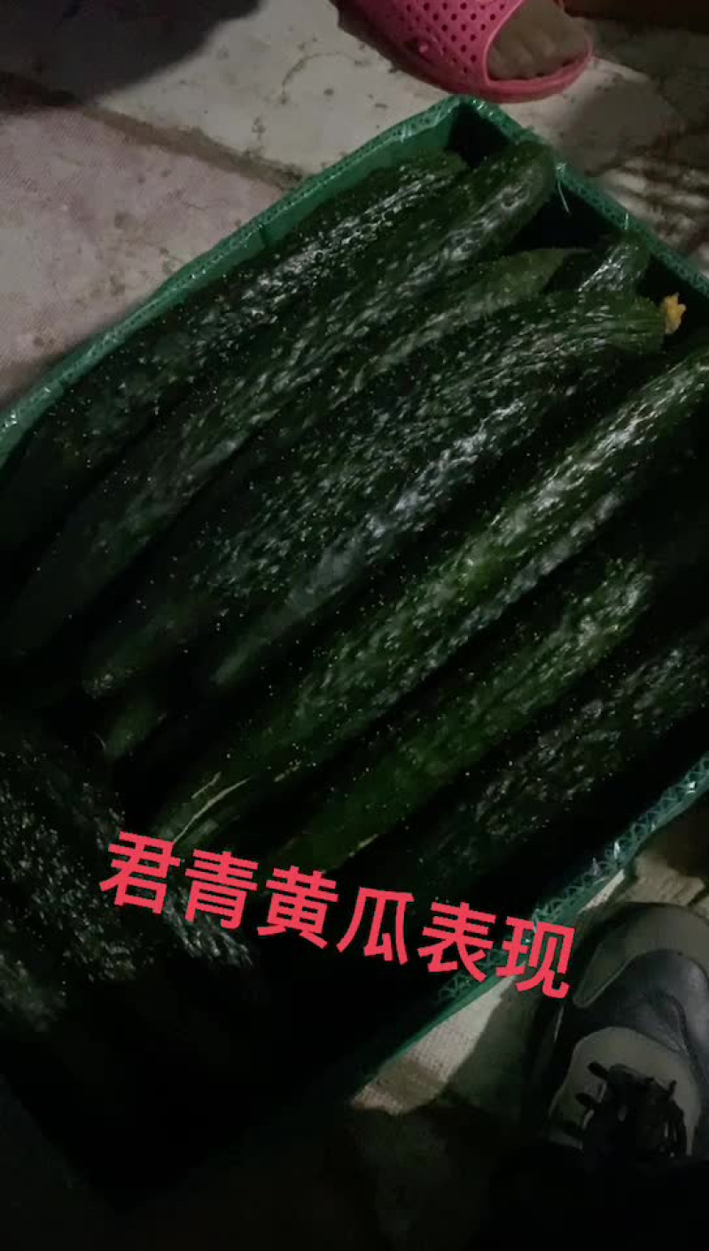 【推荐】强雌黄瓜苗短把密刺抗病高产量大从优质量保障