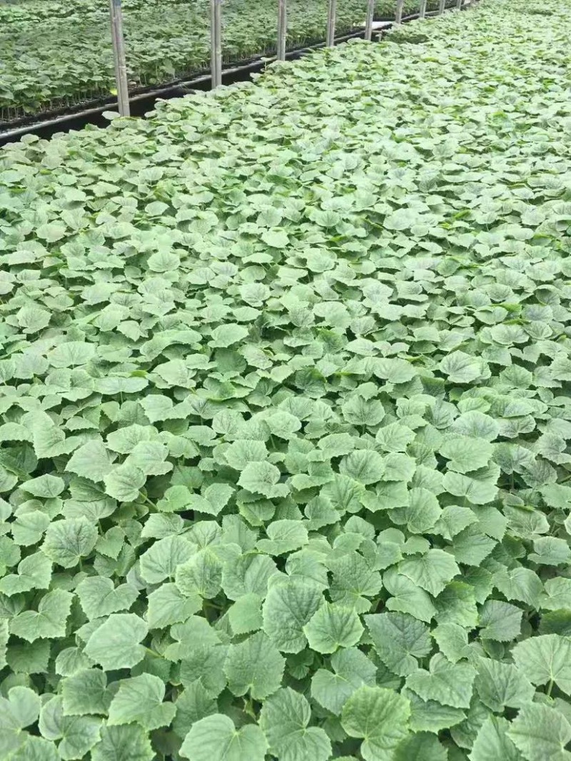 【推荐】强雌黄瓜苗短把密刺抗病高产量大从优质量保障