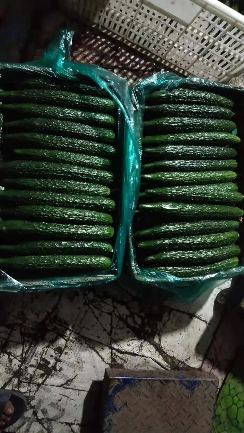 【推荐】强雌黄瓜苗短把密刺抗病高产量大从优质量保障
