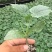 【推荐】强雌黄瓜苗短把密刺抗病高产量大从优质量保障