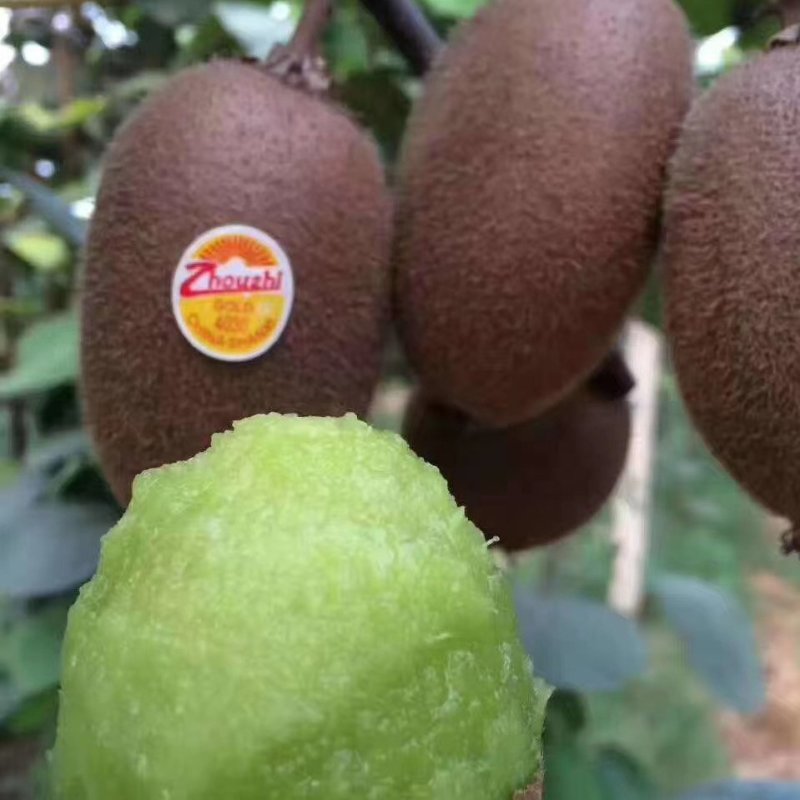 周至翠香猕猴桃