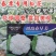 欧兰德川岛春早美松花菜种子春冬专用花球洁白青梗松花菜种子