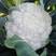 欧兰德川岛春早美松花菜种子春冬专用花球洁白青梗松花菜种子