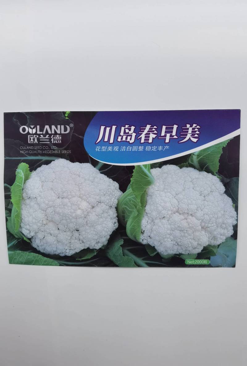 欧兰德川岛春早美松花菜种子春冬专用花球洁白青梗松花菜种子