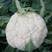 欧兰德川岛春早美松花菜种子春冬专用花球洁白青梗松花菜种子