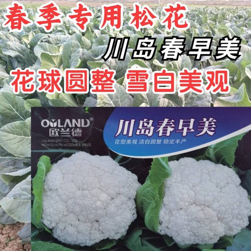 欧兰德川岛春早美松花菜种子春冬专用花球洁白青梗松花菜种子