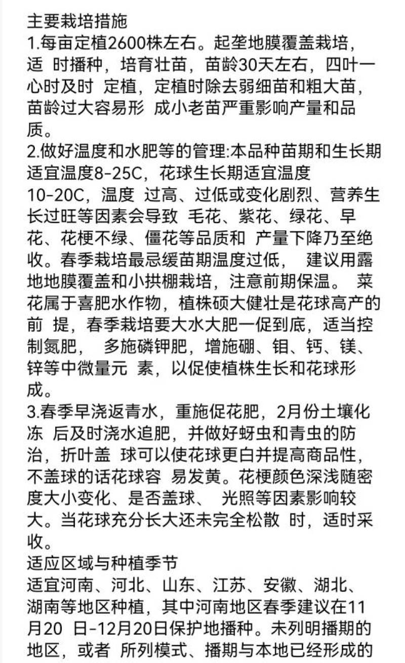 欧兰德川岛春早美松花菜种子春冬专用花球洁白青梗松花菜种子