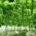【推荐】苦瓜苗高产量基地发货量大从优保质保量