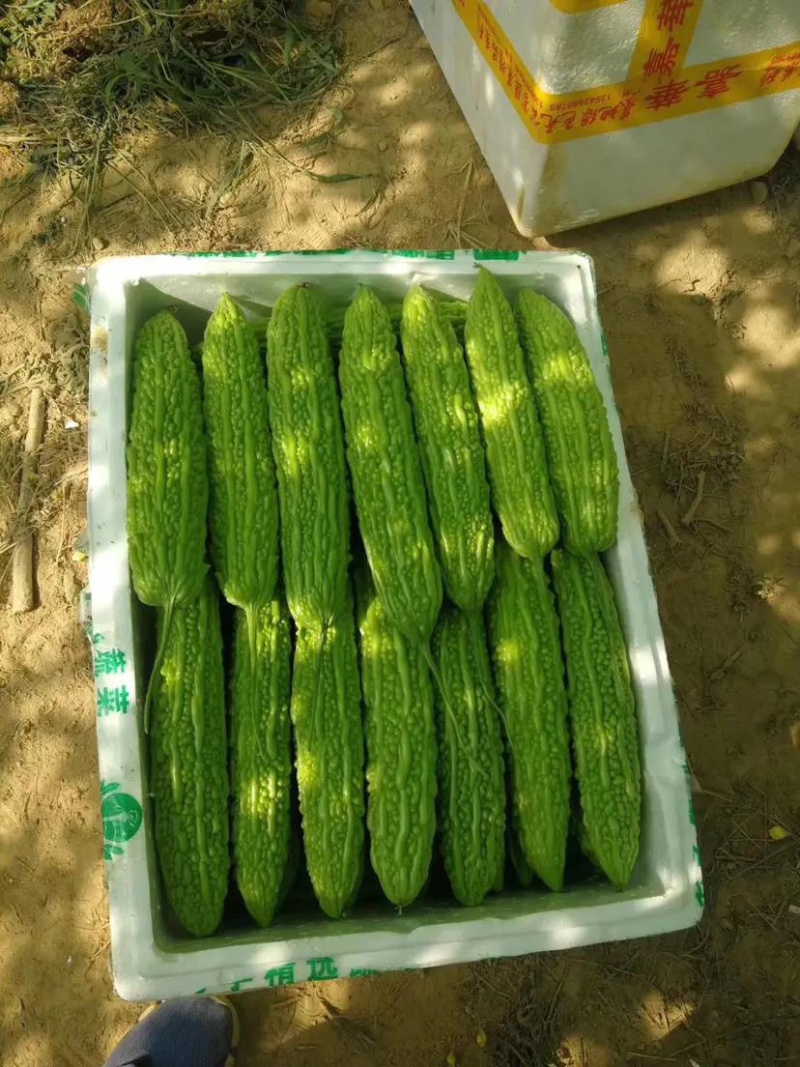 【推荐】苦瓜苗高产量基地发货量大从优保质保量