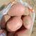 精品红皮土豆：合作88和雪川红。沙土地靓货，质量保证。