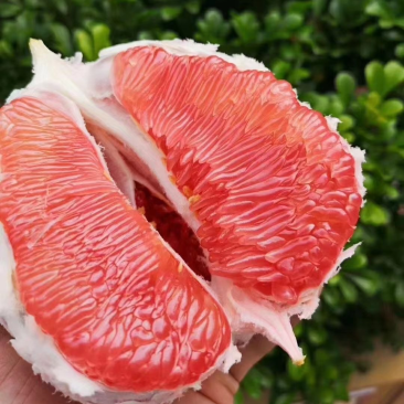 梅州大埔三红蜜柚