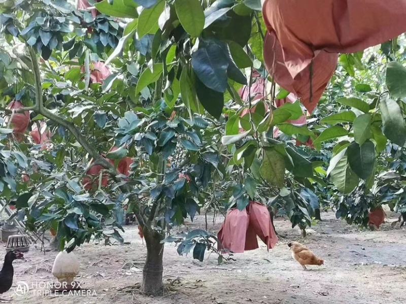 梅州大埔三红蜜柚