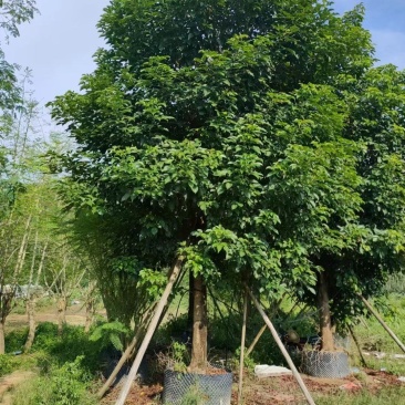 假植苗秋风19一23分数量100多棵,一枪过