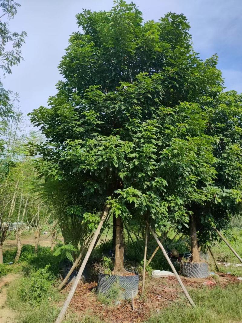 假植苗秋风19一23分数量100多棵,一枪过