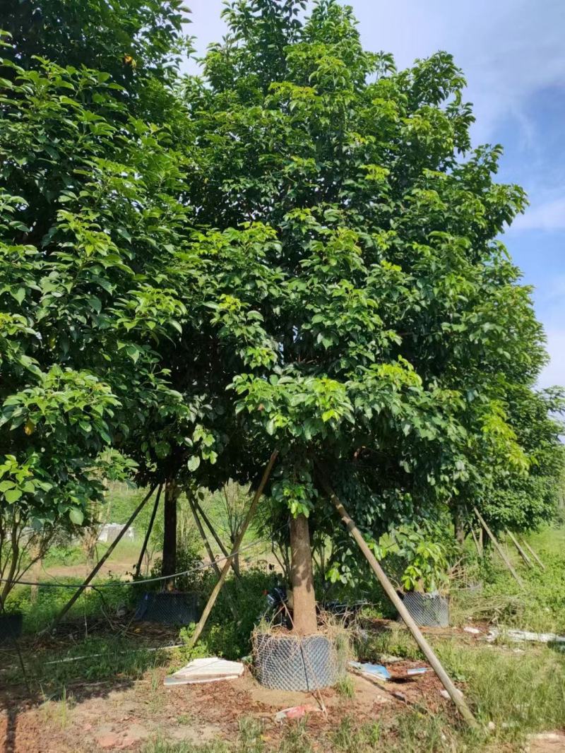 假植苗秋风19一23分数量100多棵,一枪过