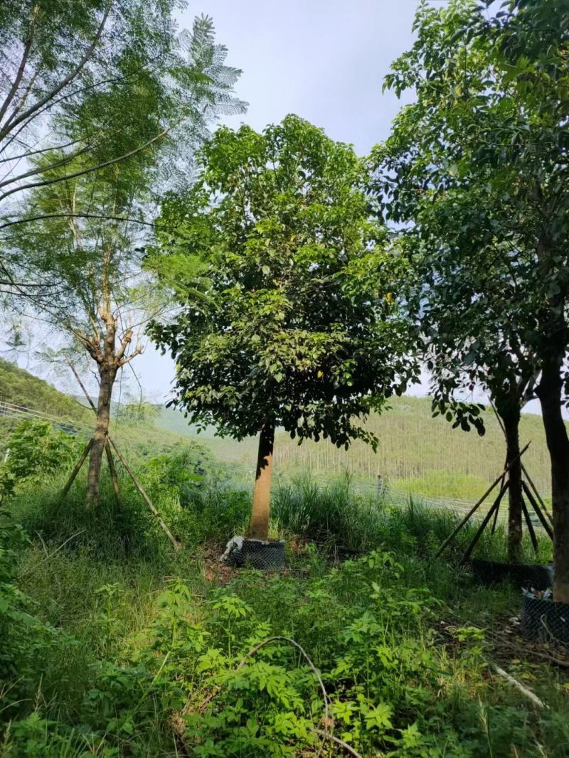 假植苗秋风19一23分数量100多棵,一枪过