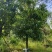 假植苗秋风19一23分数量100多棵,一枪过
