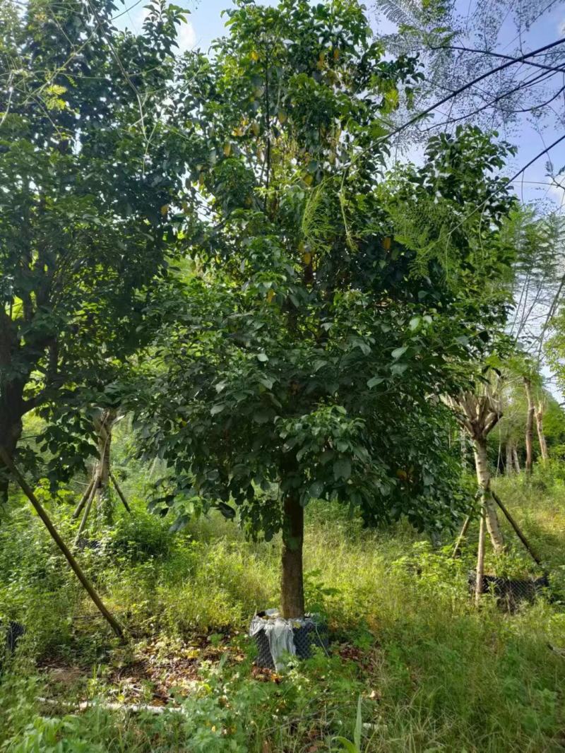 假植苗秋风19一23分数量100多棵,一枪过