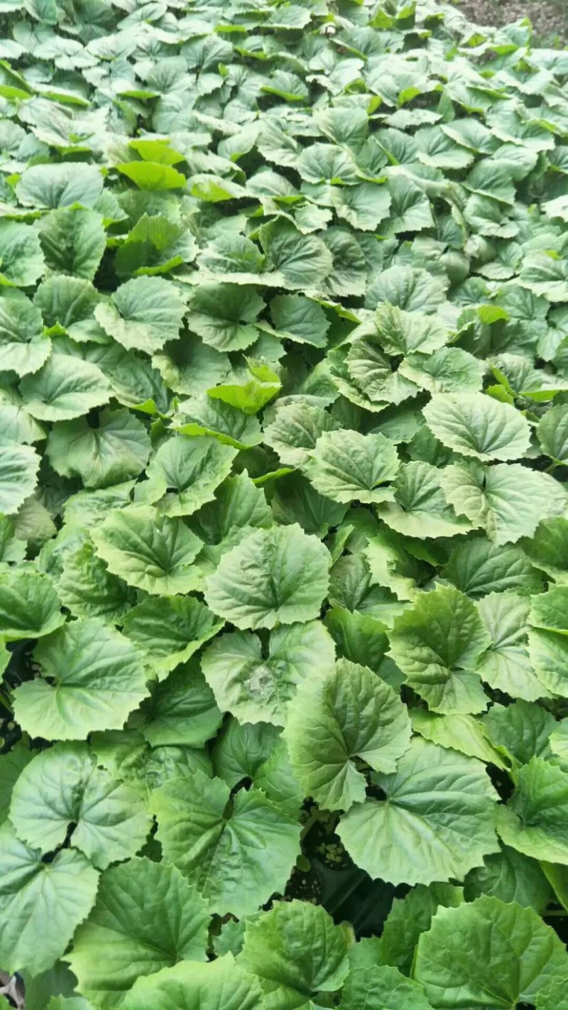 越夏耐热西葫芦苗基地直供量大从优成保质保量