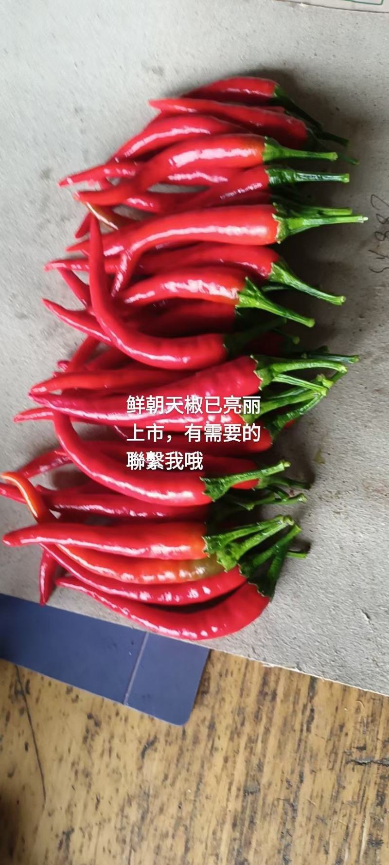 陆地朝天椒大量上市，有需要的老板联系我