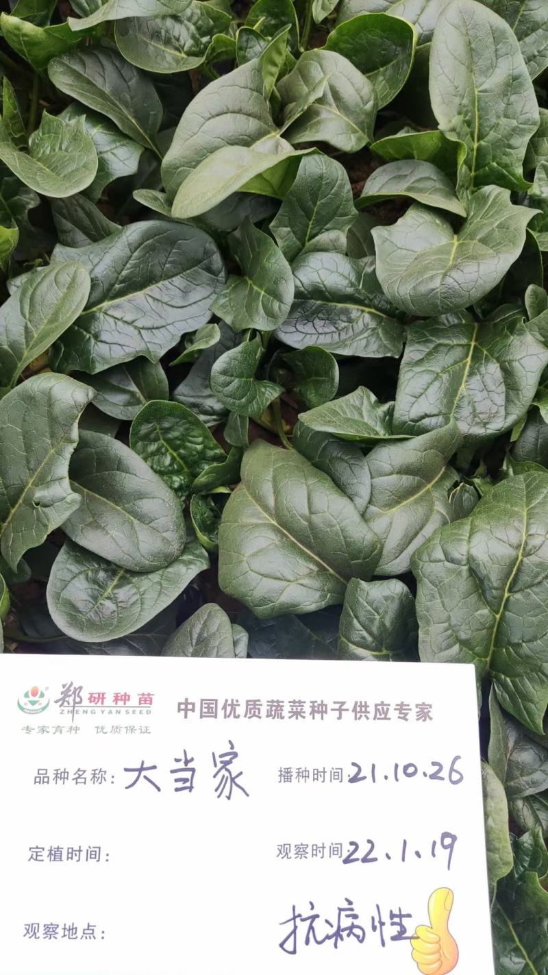 黑钻505菠菜种子杂交菠菜种子黑圆叶叶片厚大当家