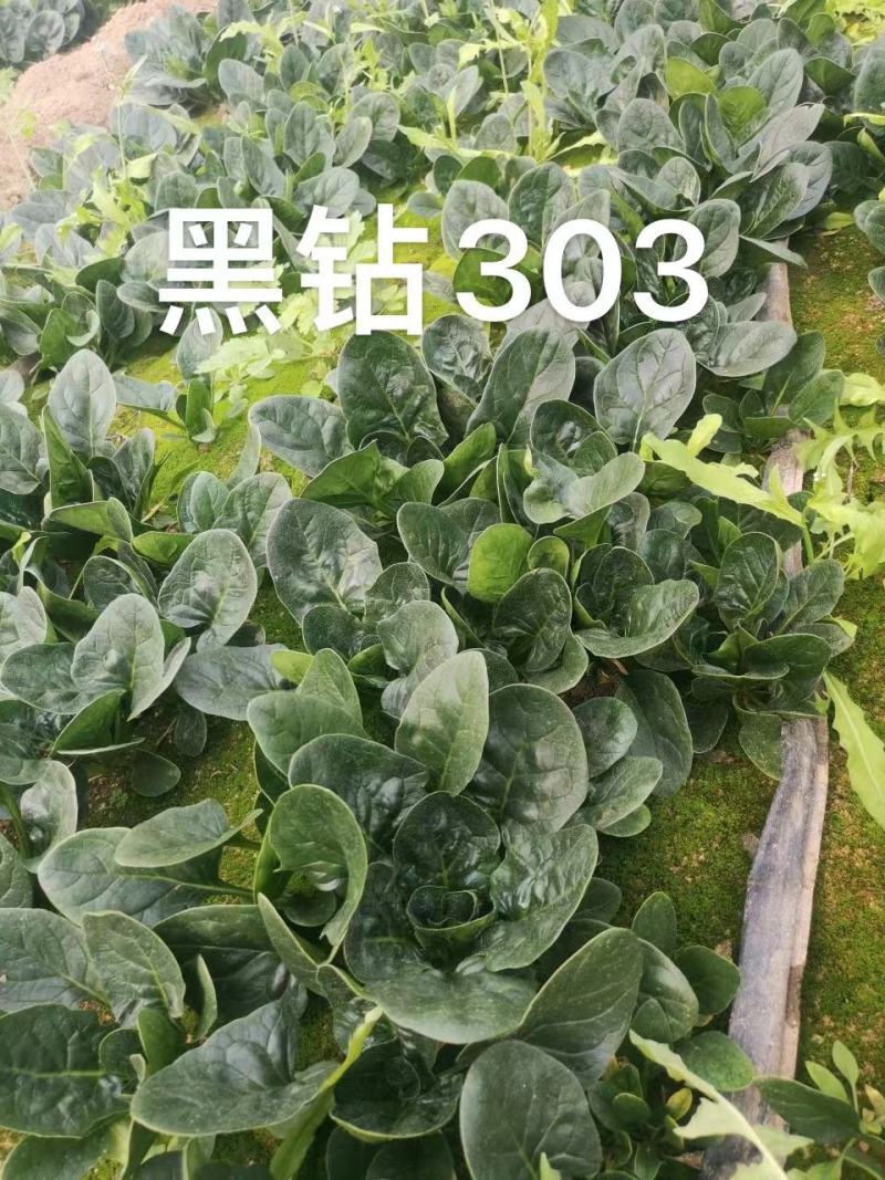 黑钻505菠菜种子杂交菠菜种子黑圆叶叶片厚大当家