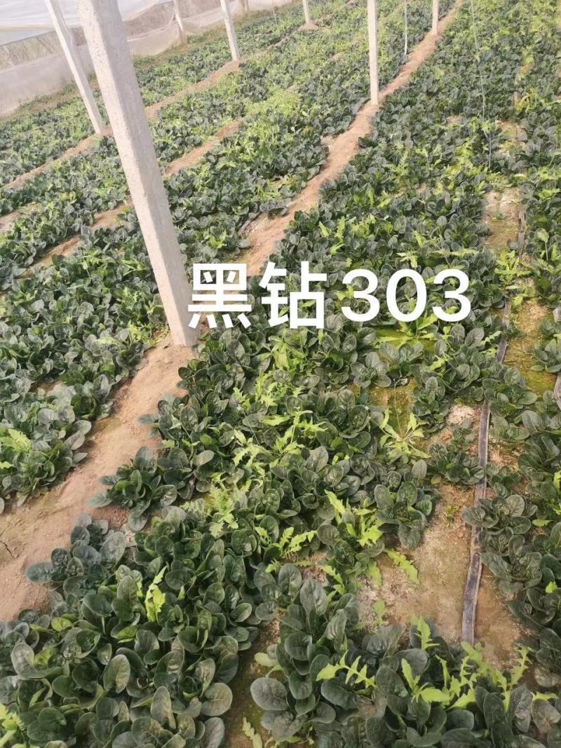 黑钻505菠菜种子杂交菠菜种子黑圆叶叶片厚大当家