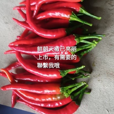 陆地朝天椒大量上市，有需要的老板联系我