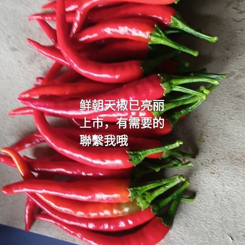 陆地朝天椒大量上市，有需要的老板联系我